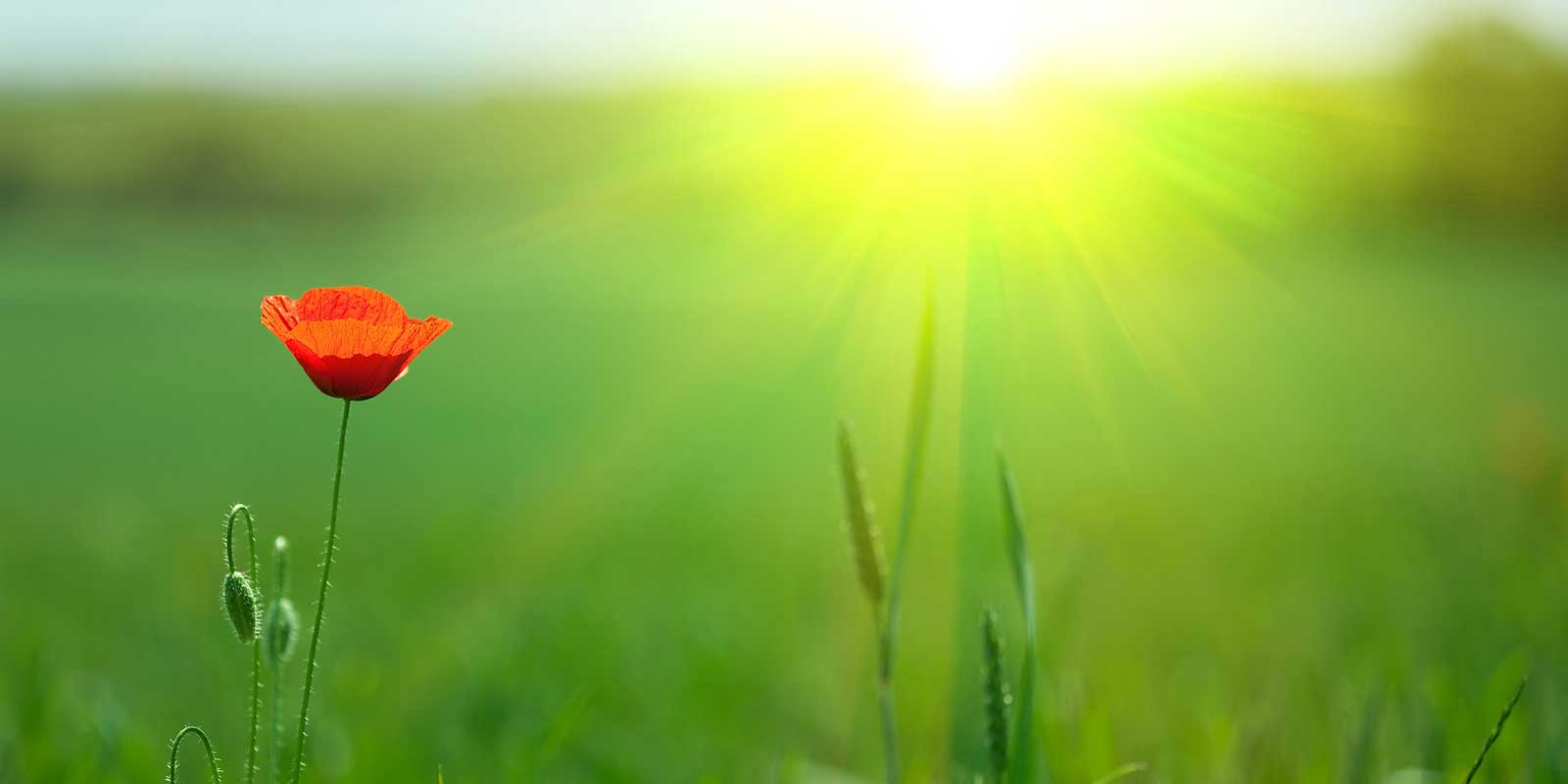 Arise Psychology Services