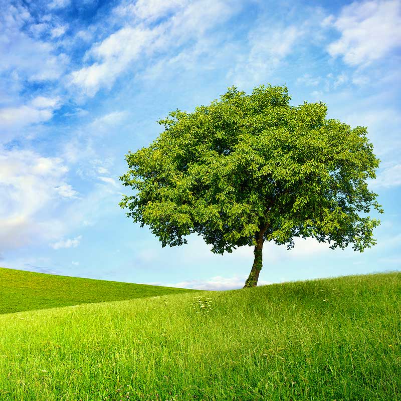 Arise Psychology Services