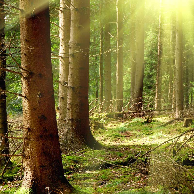 Arise Psychology Services